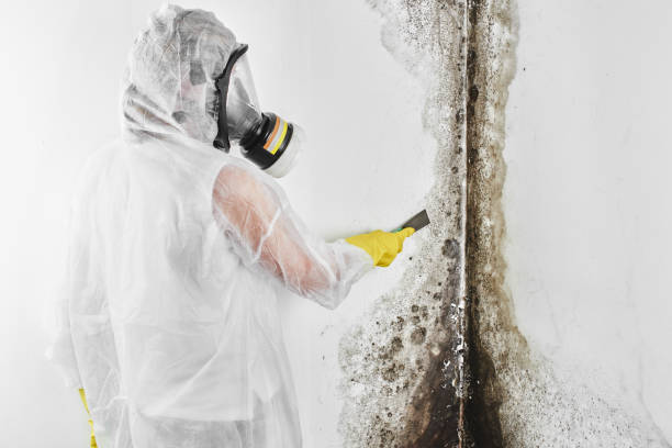 Best Residential Mold Removal  in Lakes East, CT