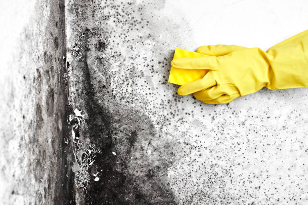 Best Certified Mold Removal  in Lakes East, CT