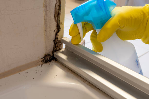 Best Emergency Mold Removal  in Lakes East, CT