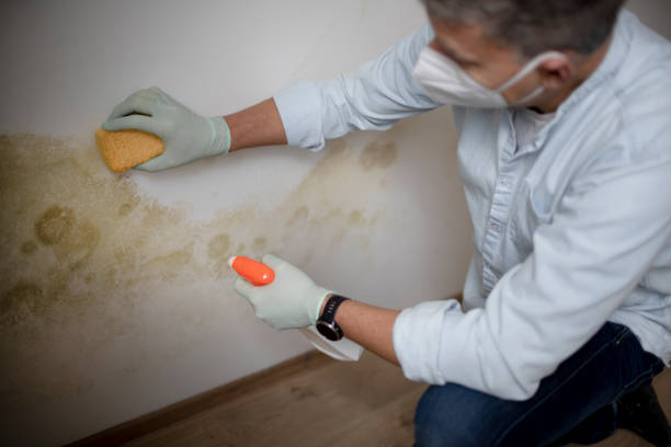 Mold Removal Process in Lakes East, CT