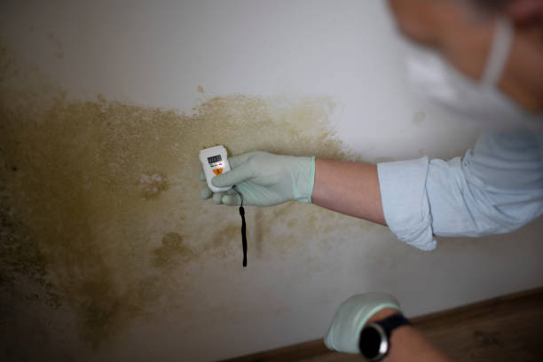 Best Office Mold Removal Services  in Lakes East, CT
